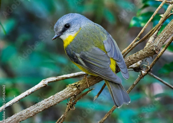 Obraz Eastern Yellow Robin
