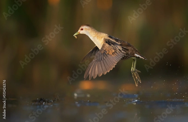 Fototapeta Little crake bird ( Porzana parva ) - female