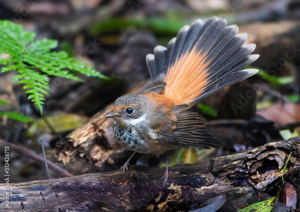 Obraz Rufous Fantail