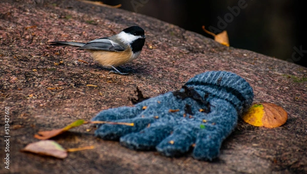 Obraz Chickadee and the Lost Glove