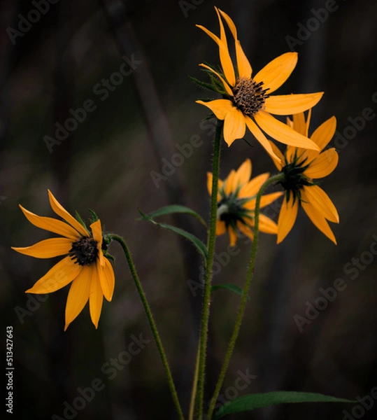 Obraz Northern Daisy