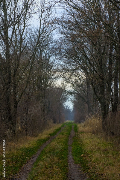 Obraz Herbstlicher Wald mit Weg 2