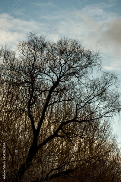 Obraz Herbstlicher Wald 5
