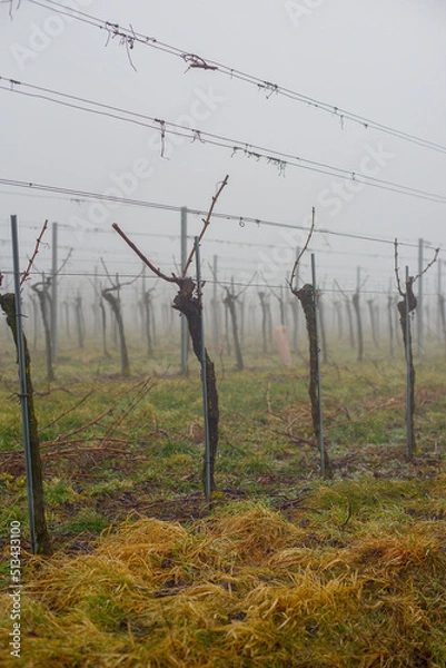 Obraz Herbstliche nebelige Weingarten