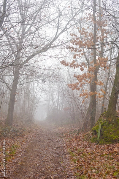 Obraz Herbstliche nebelige Landschaft 1