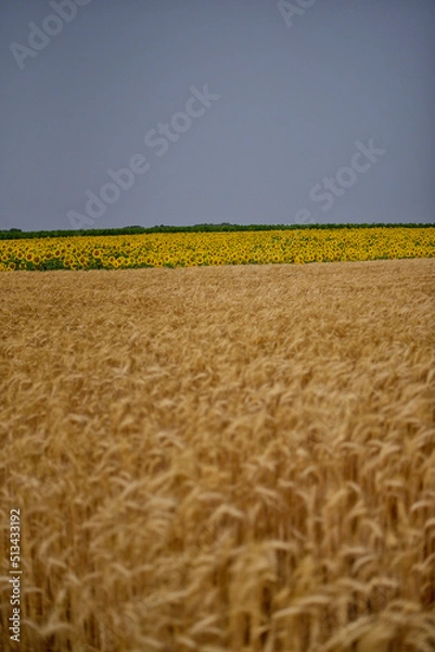 Obraz Felder kurz vor der Ernte