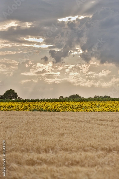 Obraz Felder kurz vor der Ernte mit Wolken und 