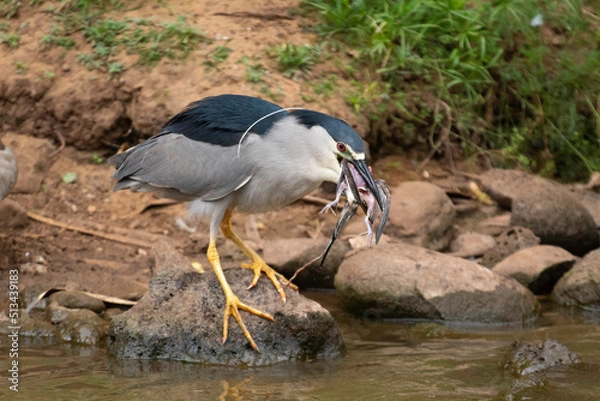 Fototapeta A Night Heron eating a smaller bird