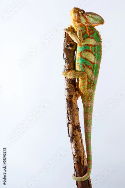 Fototapeta Yemen chameleon 