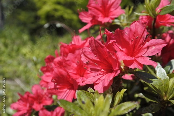 Obraz 赤いツツジ