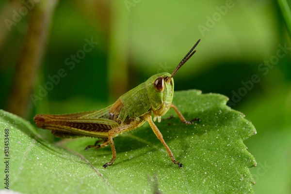 Obraz Meadow grasshopper // Gemeiner Grashüpfer (Pseudochorthippus parallelus)