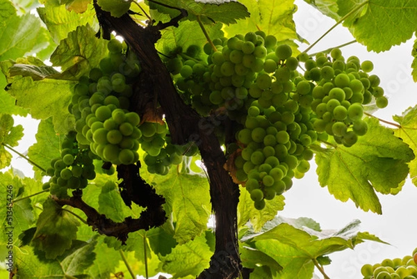 Fototapeta set of grape bunch hanging from the vine not yet ripe. green background