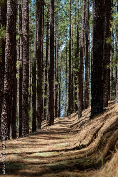Fototapeta path full of pine needles, lush pine forest