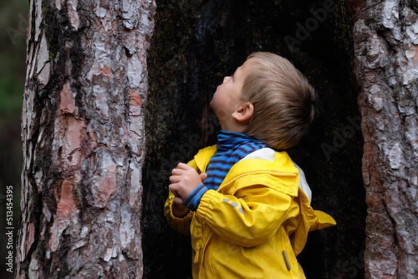 Obraz little boy exploring the inside of a pine tree dressed in yellow. discovering and enjoying nature in the forest.