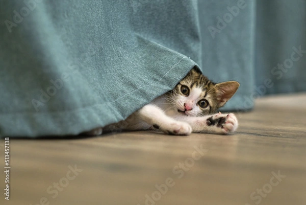 Obraz kitten cat playing with curtain at home