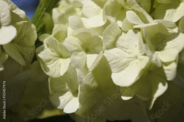 Obraz オオデマリ