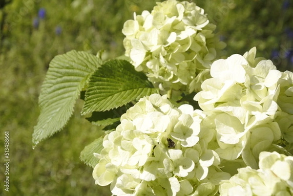 Obraz オオデマリ