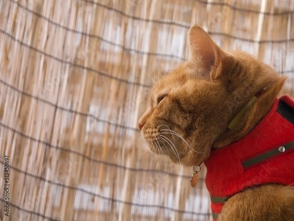 Fototapeta すだれ越で目を細める茶寅猫