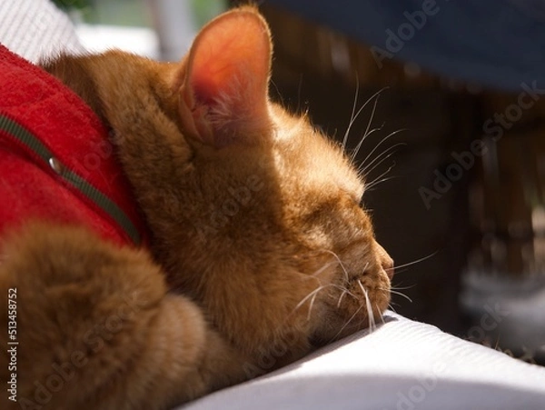 Fototapeta 晴れた日のベランダでくつろぐ猫