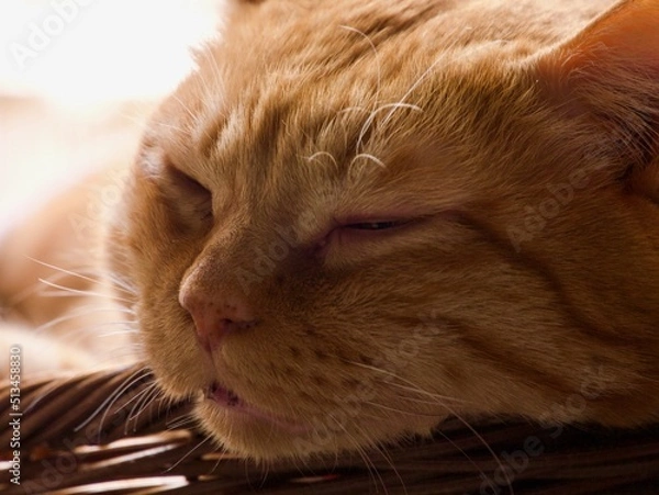 Fototapeta 籠の中で口を開けて眠る猫