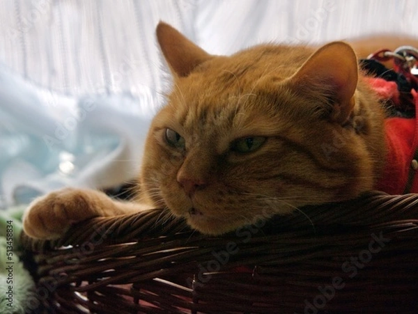 Fototapeta 窓辺の籠の中でくつろぐ猫