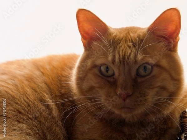 Fototapeta じっと何かを見つめる猫