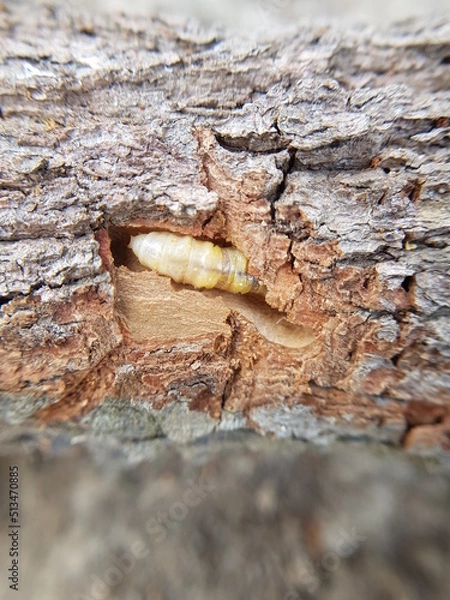 Fototapeta Star apple fruit stem borer (Pachyteria dimidiata) injure on caimito tree in viet nam.