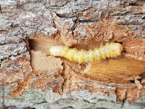 Fototapeta Star apple fruit stem borer (Pachyteria dimidiata) injure on caimito tree in viet nam.