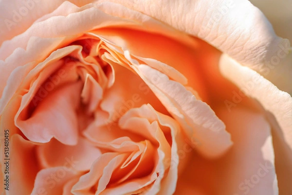 Obraz Floral texture with peach rose petals. Background.