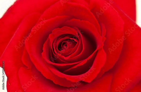 Fototapeta バラ_８