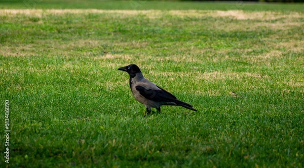 Fototapeta hooded gray crow rests on a green lawn