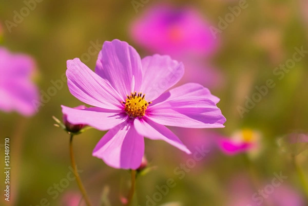 Obraz 藤原京跡のコスモス