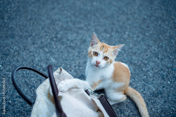Obraz 鞄を抑え込んだ野生の猫