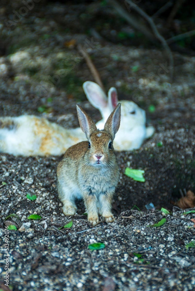 Obraz 何かを欲しそうにこちらを見ている
