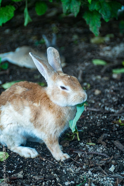 Obraz おいしそうにむさぼるウサギ