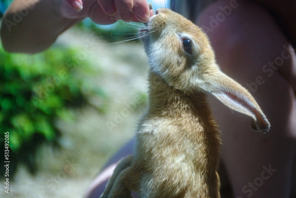 Obraz 餌をねだる野生のウサギ