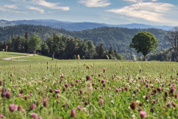 Obraz Wiese, Wald und Berge