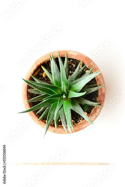 Fototapeta aloe vera plant