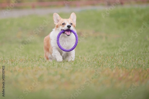 Obraz corgi running with a puller