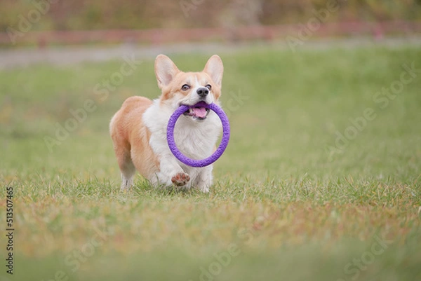 Obraz corgi running with a puller