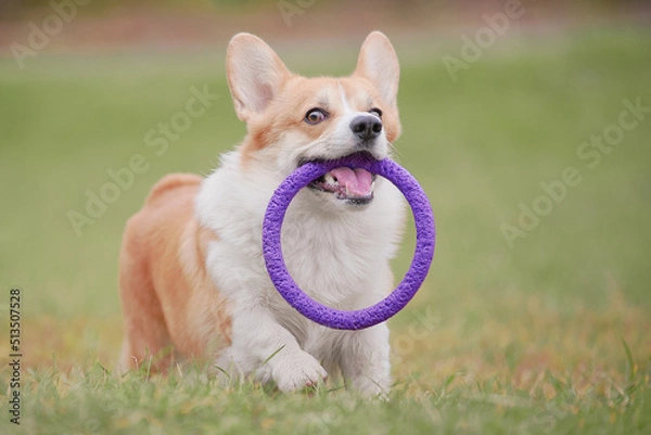 Obraz corgi running with a puller