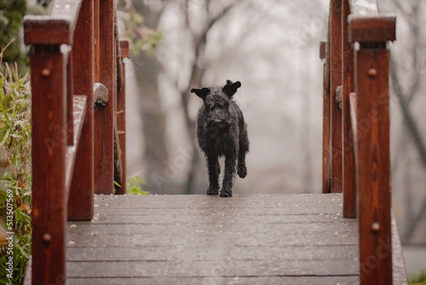 Obraz schnauzer on the bridge