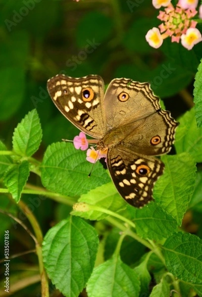 Fototapeta butterfly on leaf
