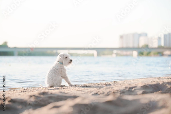 Obraz white schnauzer on the beach