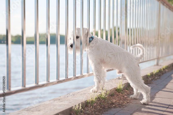 Obraz white schnauzer on the beach