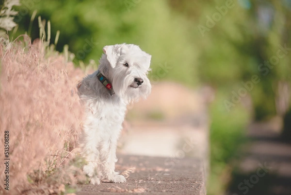 Obraz white schnauzer dog