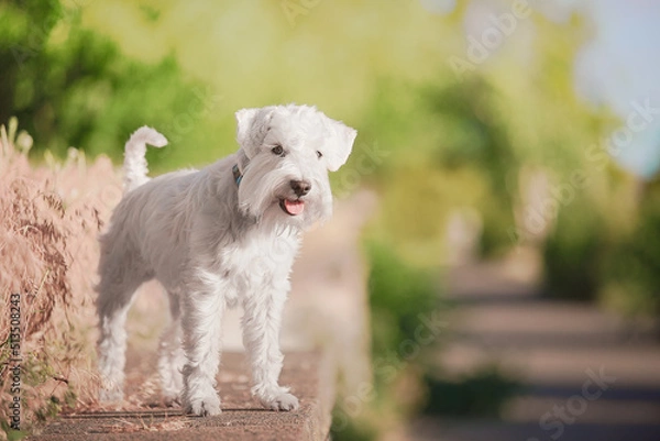 Obraz white schnauzer