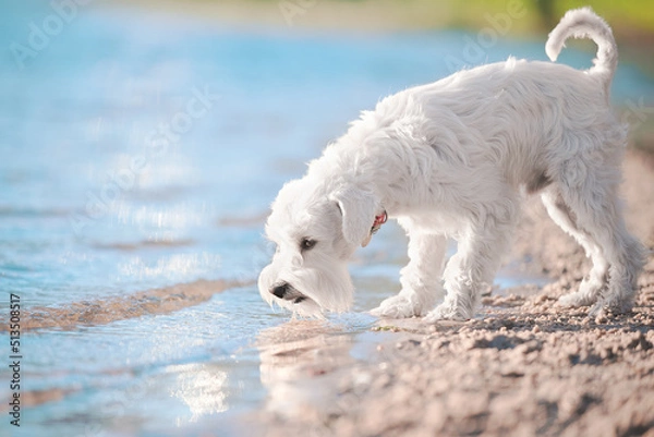 Obraz white schnauzer on the beach