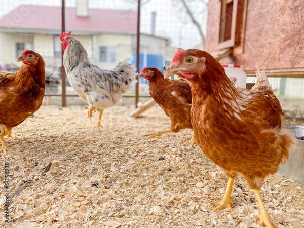 Obraz a lot of chickens in a chicken coop close up