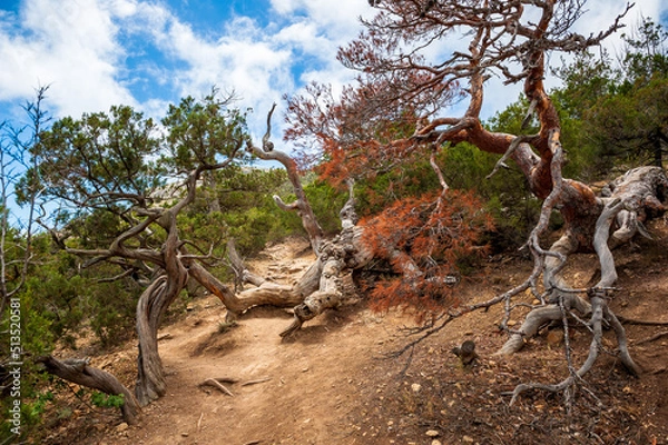 Obraz Tree in the desert mountains